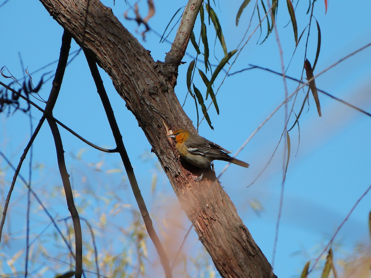 ML197904821 - Bullock's Oriole - Macaulay Library