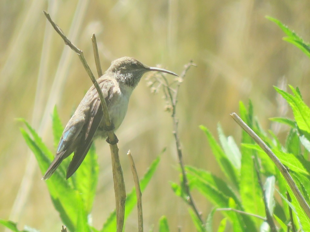 White-sided Hillstar - ML197905141