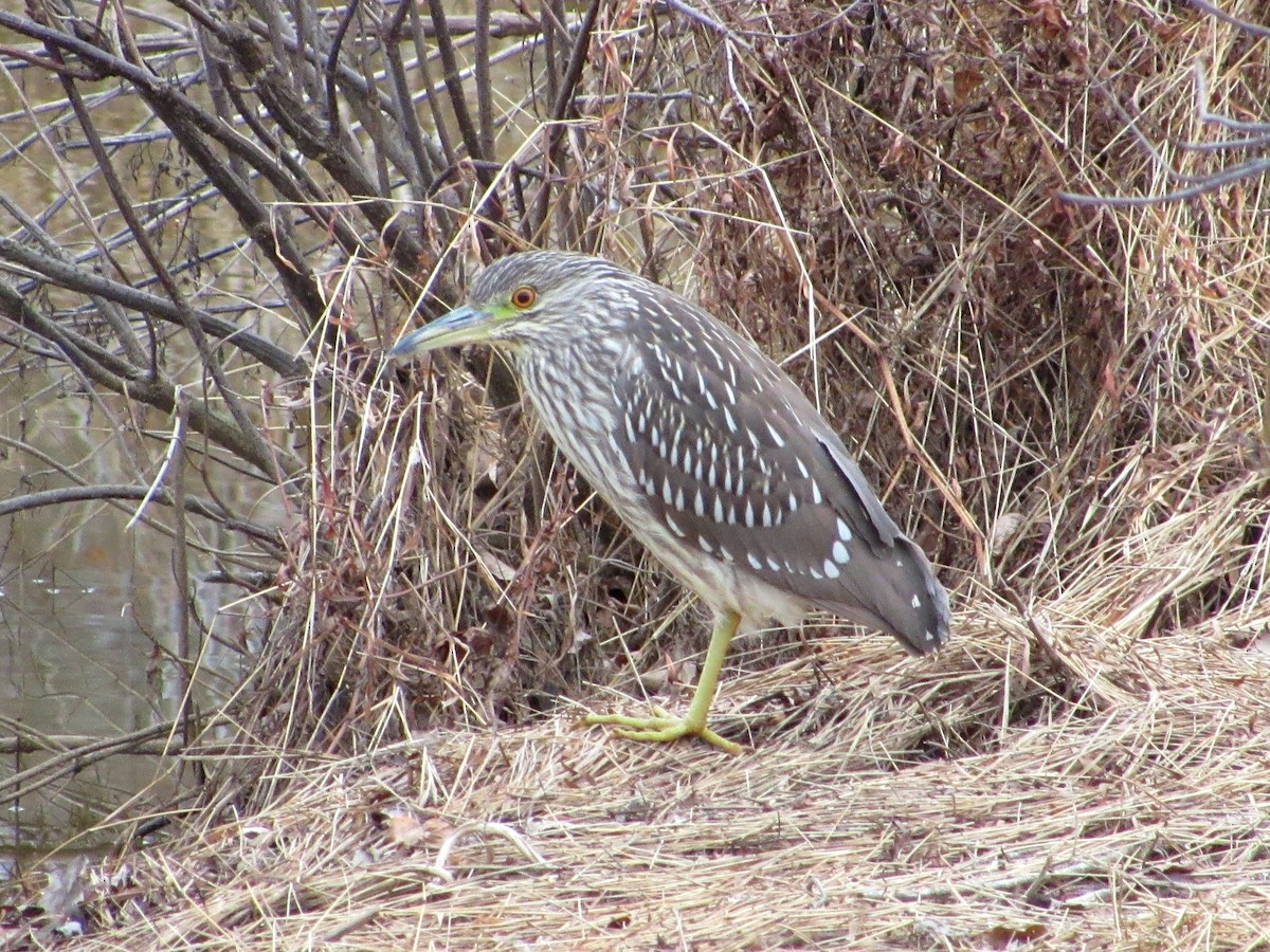 Black-crowned Night Heron - ML197906421