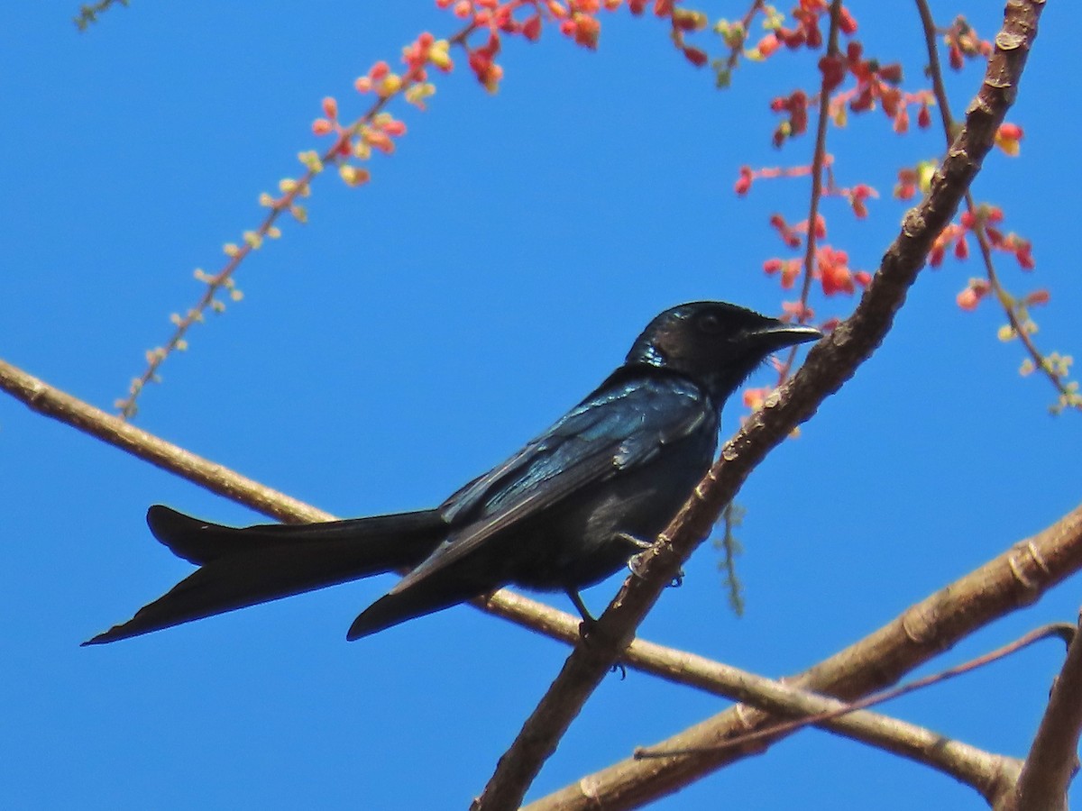 Kül Rengi Drongo - ML197906961