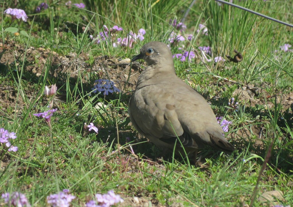 Black-winged Ground Dove - ML197909461