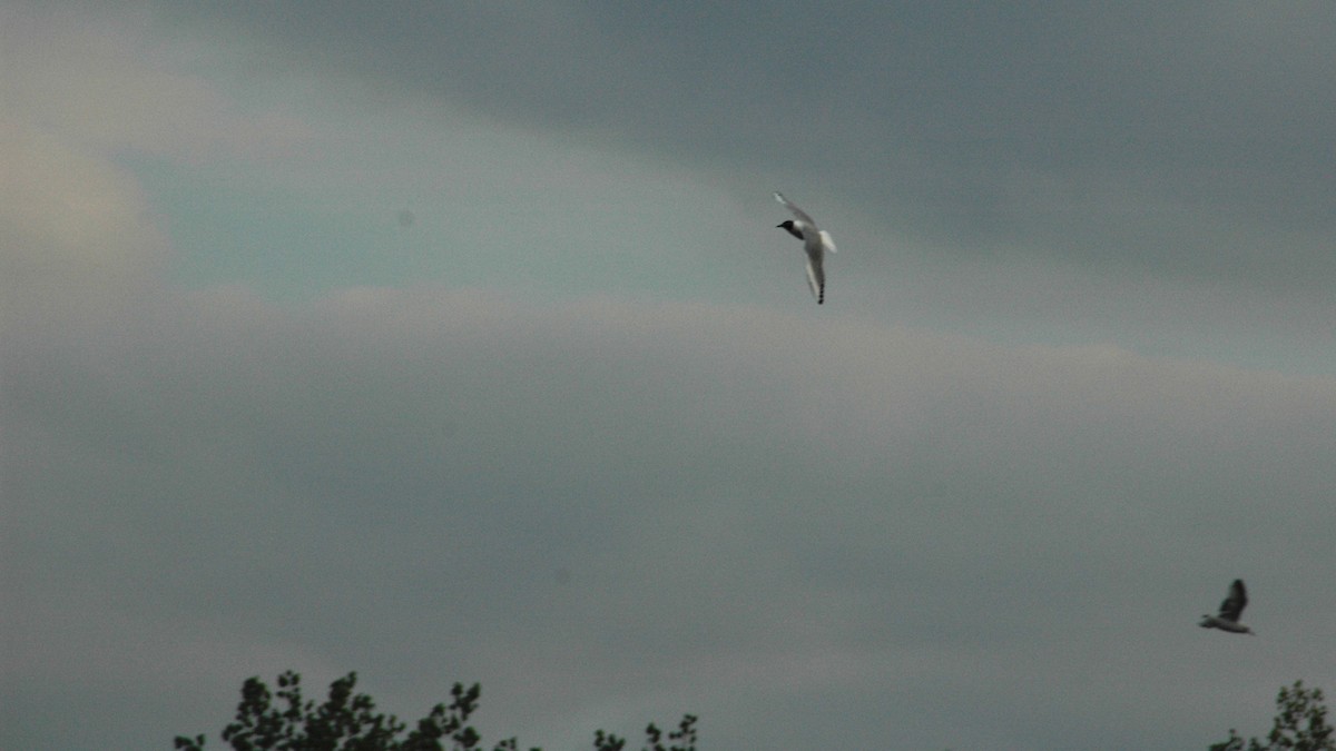 Bonaparte's Gull - ML197912971
