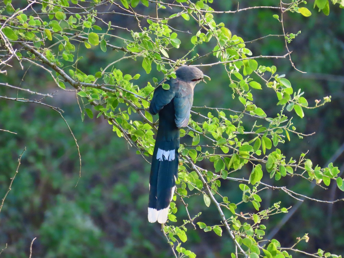 Green-billed Malkoha - ML197915421