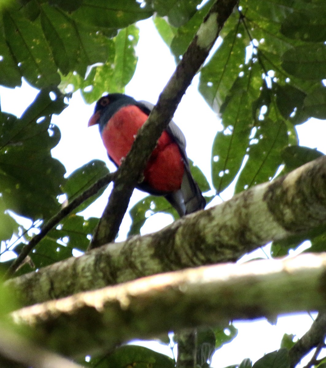 Slaty-tailed Trogon - ML197915511