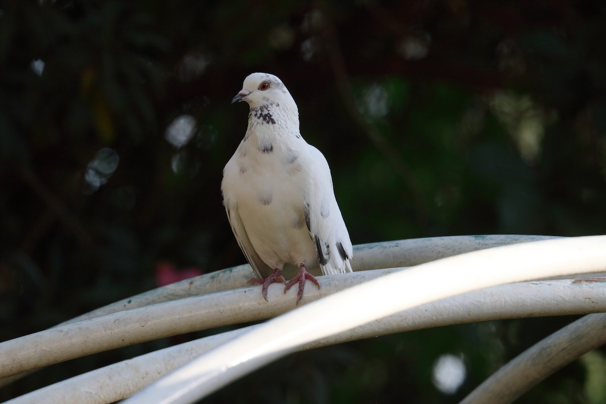 Pigeon biset (forme domestique) - ML197915541