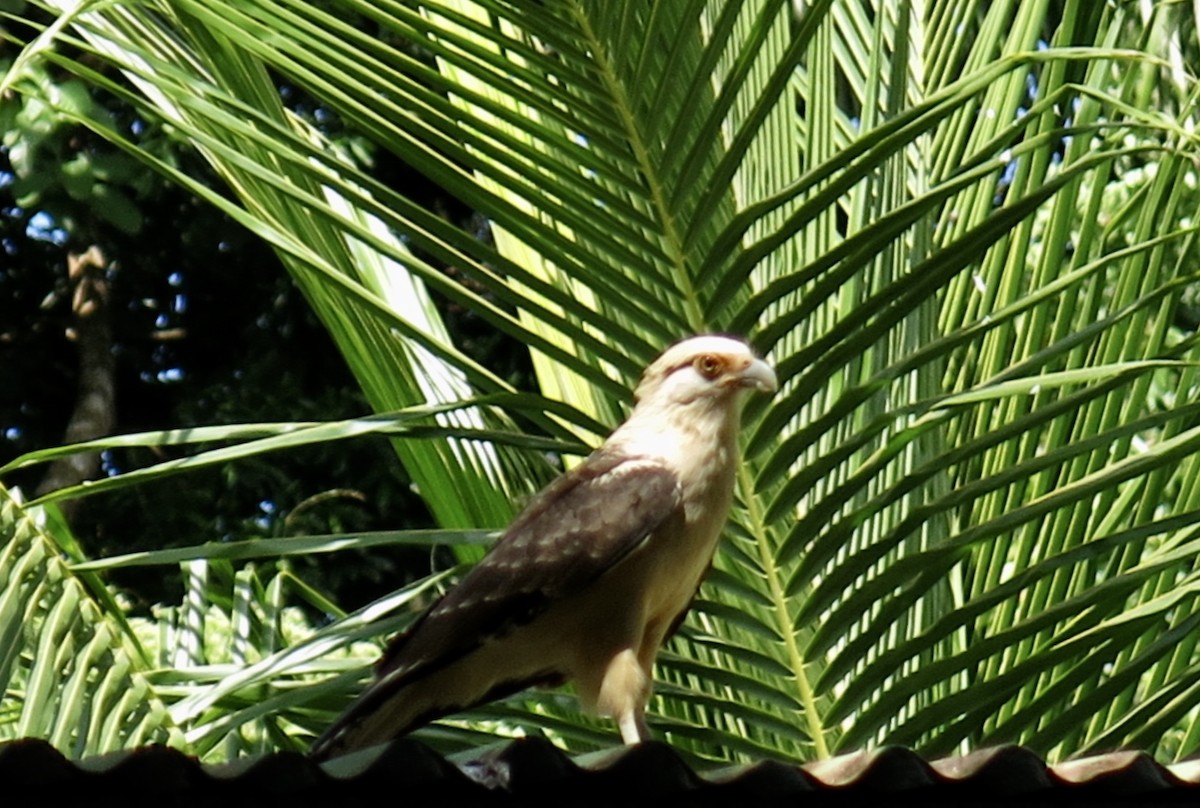 Yellow-headed Caracara - ML197915671