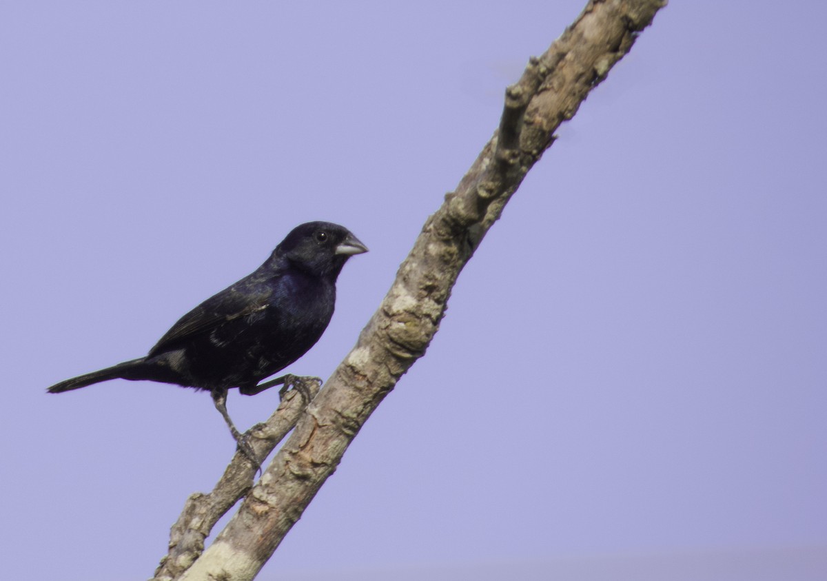 Blue-black Grassquit - ML197915871