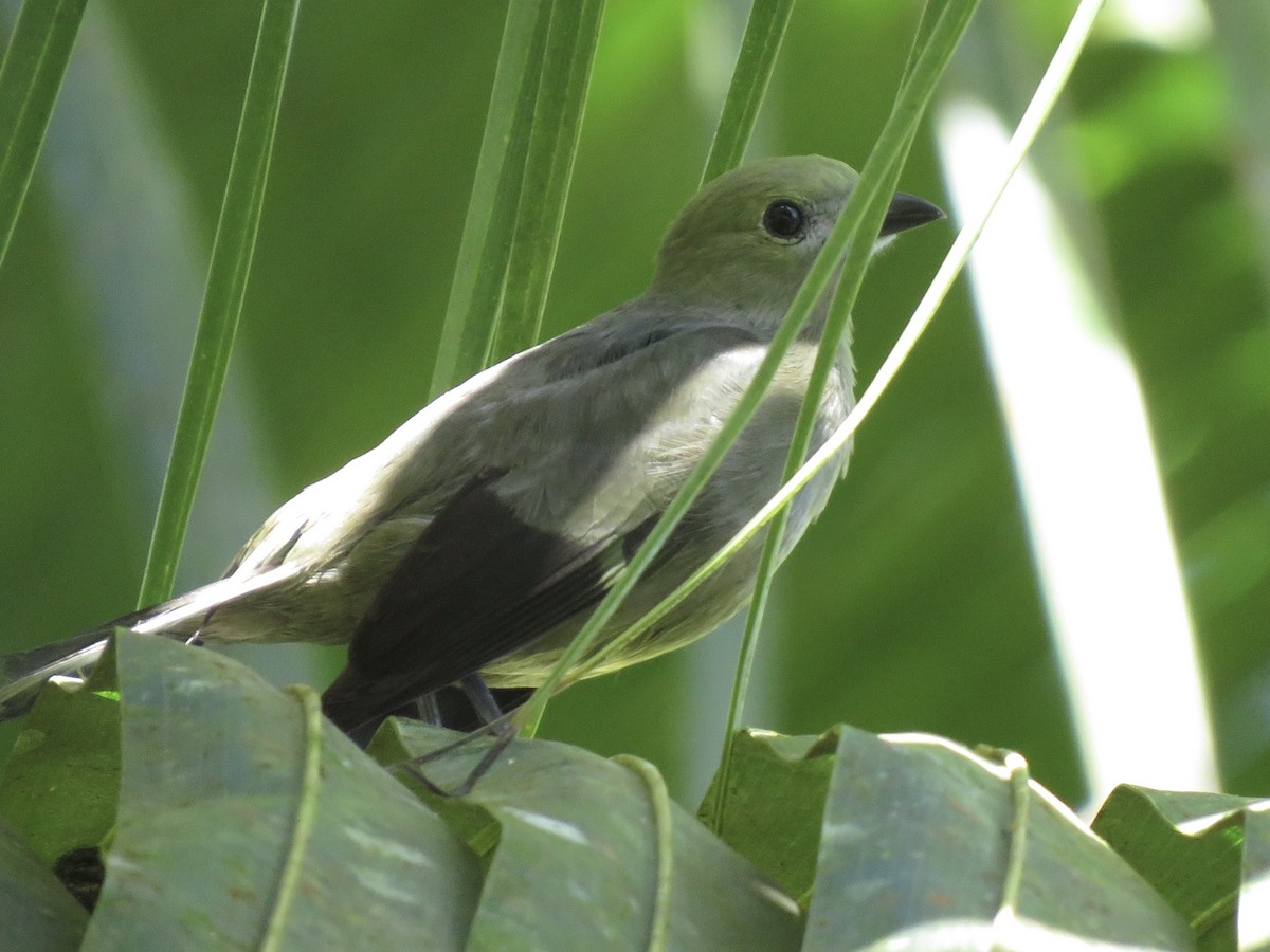 Palm Tanager - ML197916151