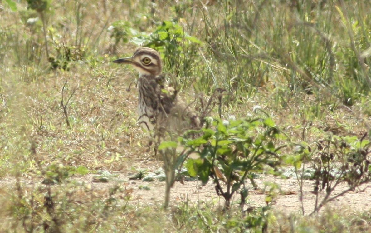 Senegal Thick-knee - ML197918111