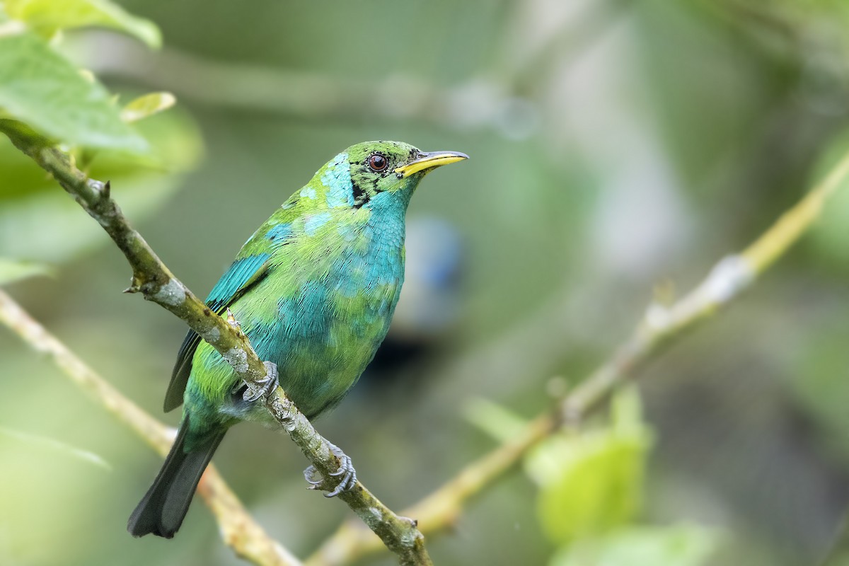 Green Honeycreeper - ML197919811