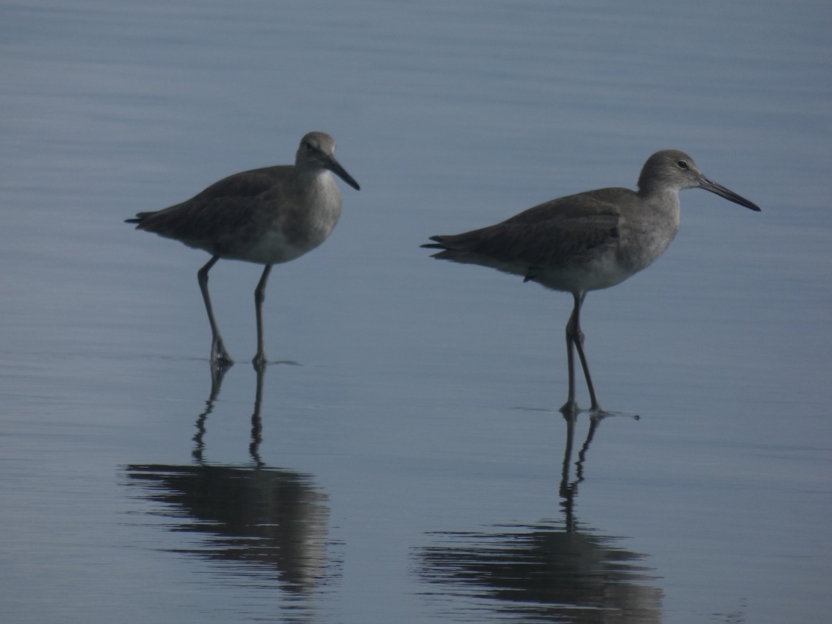 Willet - ML197920741