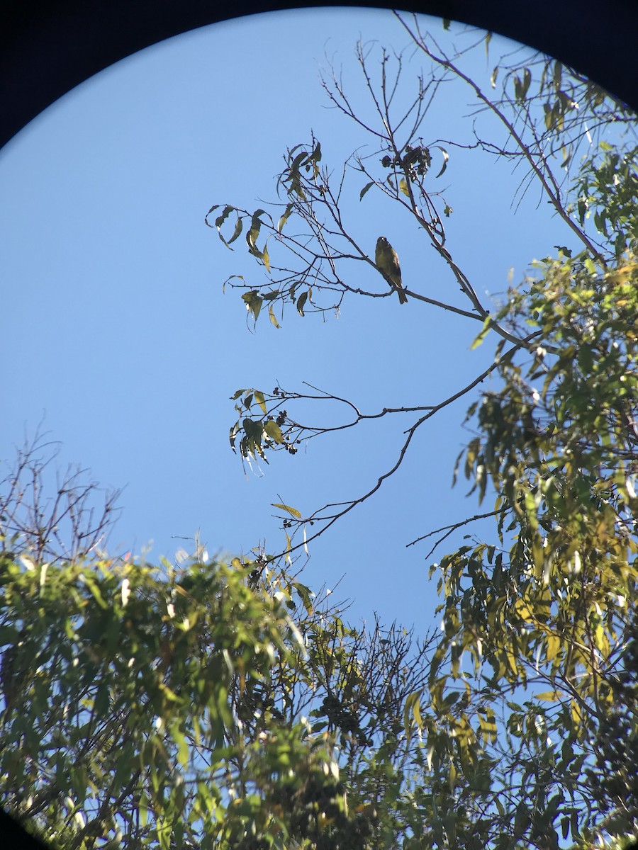 Hepatic Tanager - ML197922321