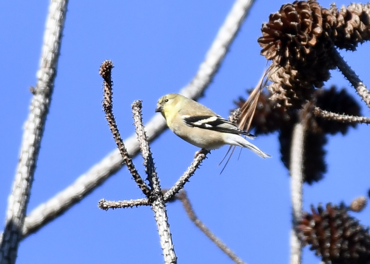 American Goldfinch - ML197924031