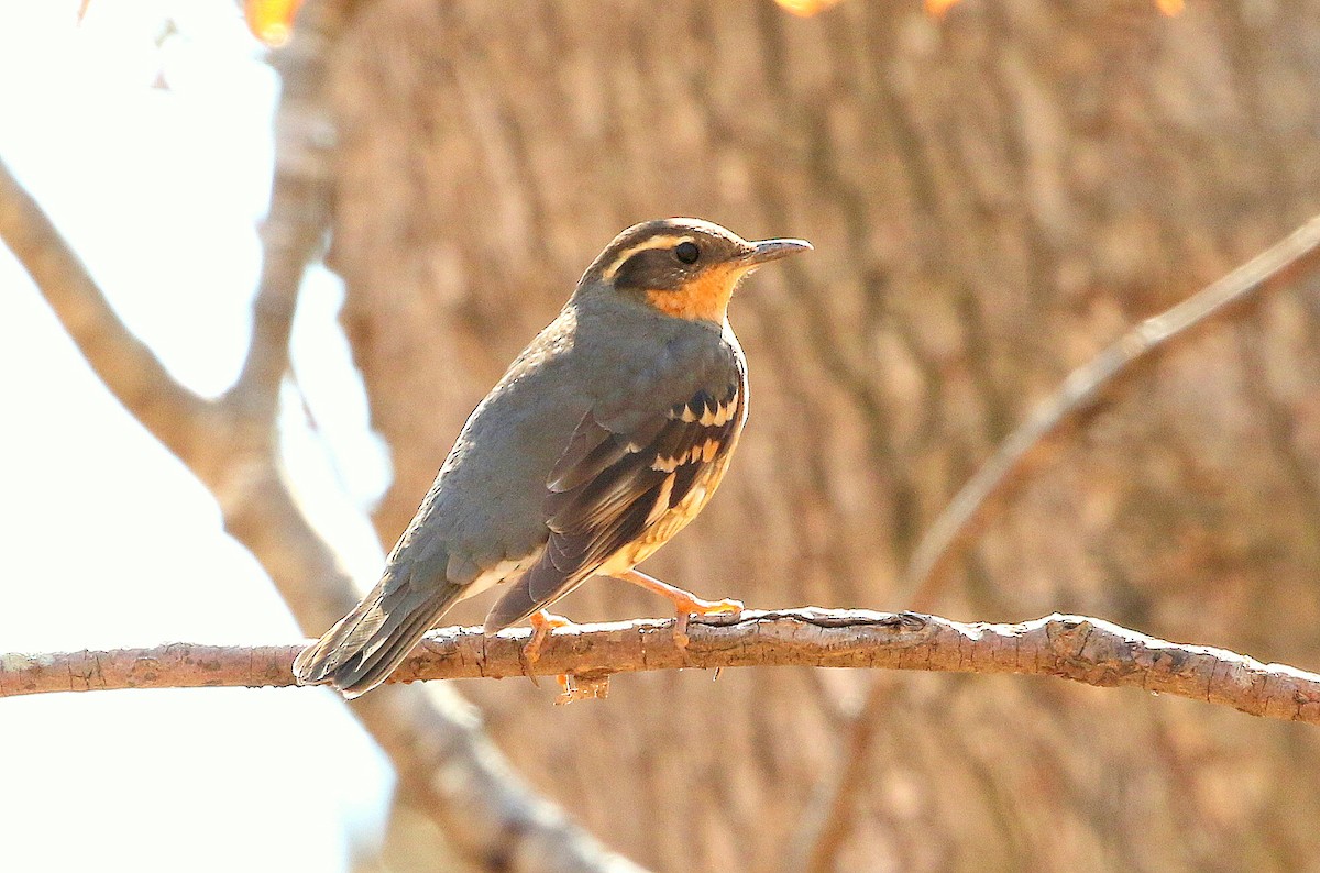 Varied Thrush - ML197924901