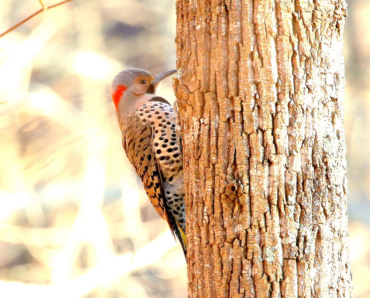 Northern Flicker (Yellow-shafted) - ML197924991