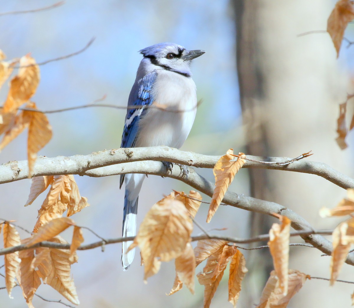 Blue Jay - ML197925021