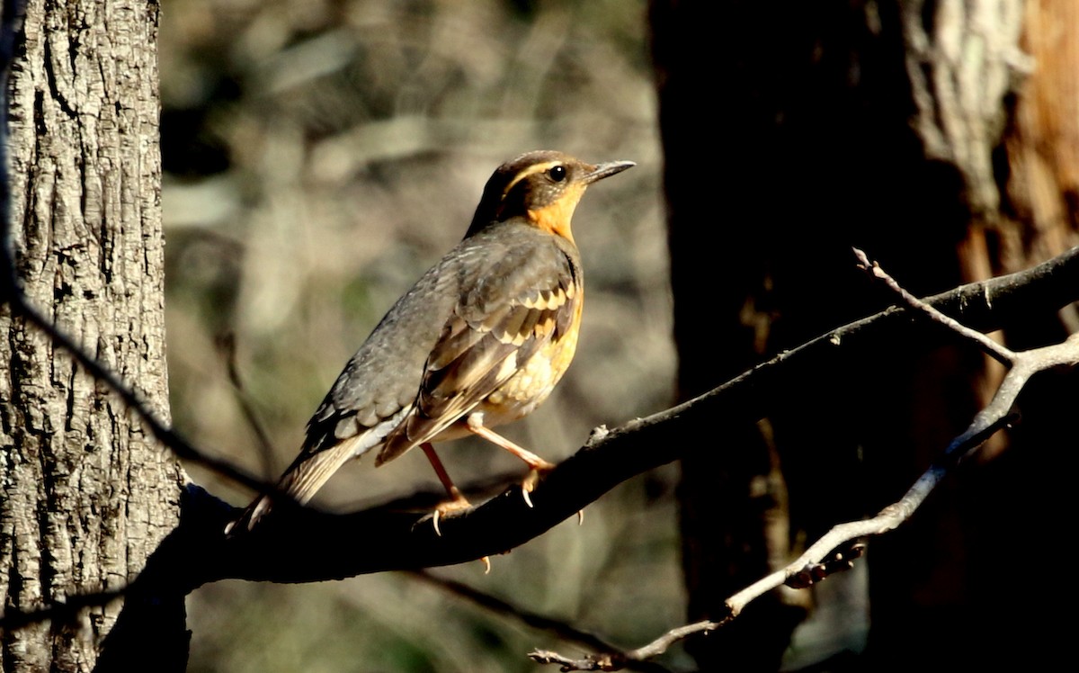 Varied Thrush - ML197925161