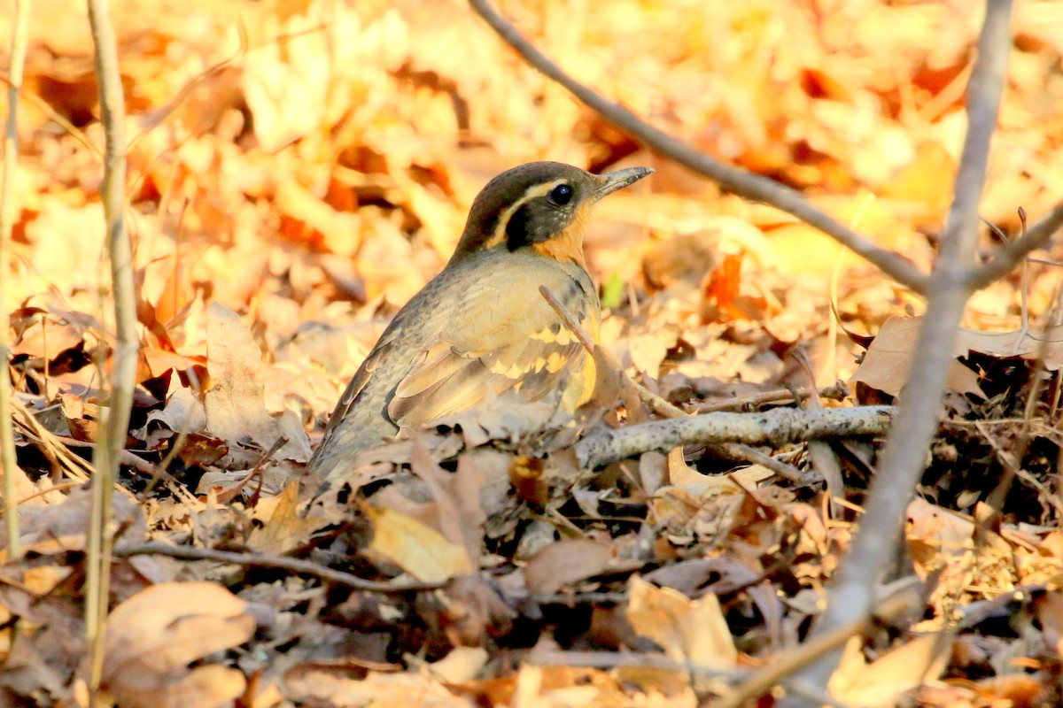 Varied Thrush - ML197925291