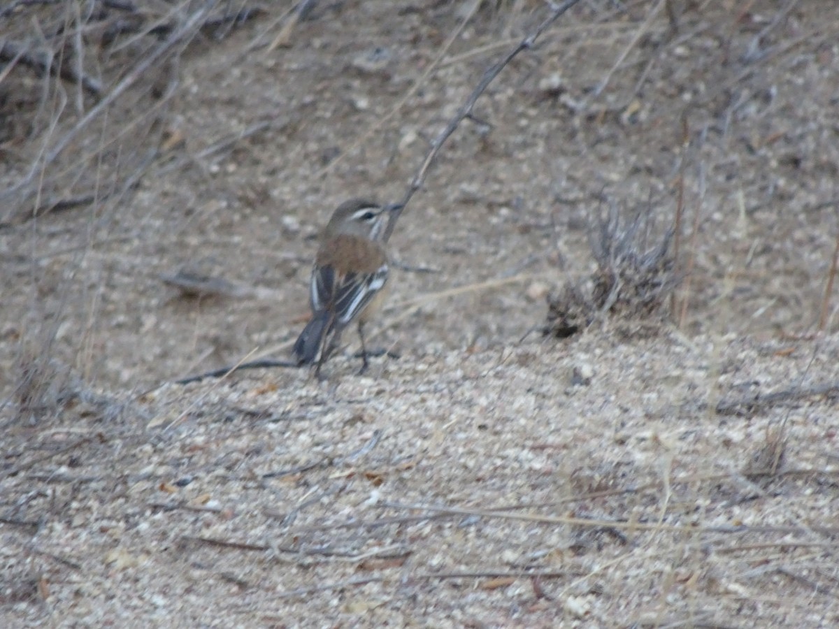 Red-backed Scrub-Robin - ML197926581