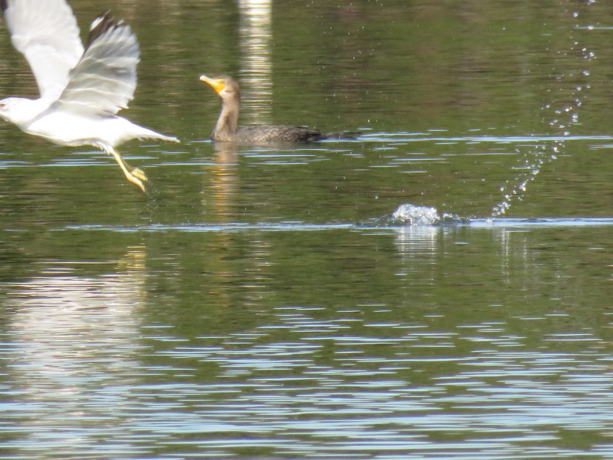 Ring-billed Gull - ML197926741