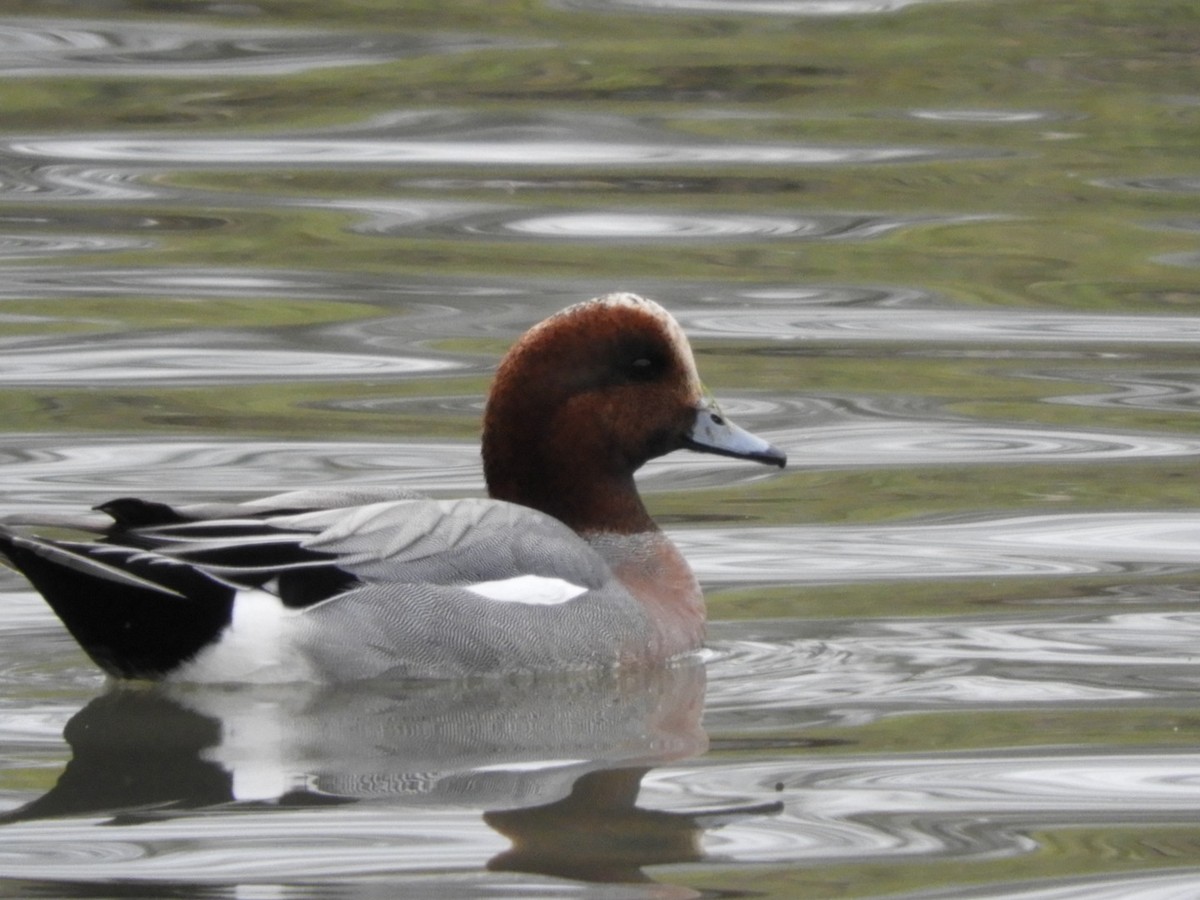 Eurasian Wigeon - Jeff Harding