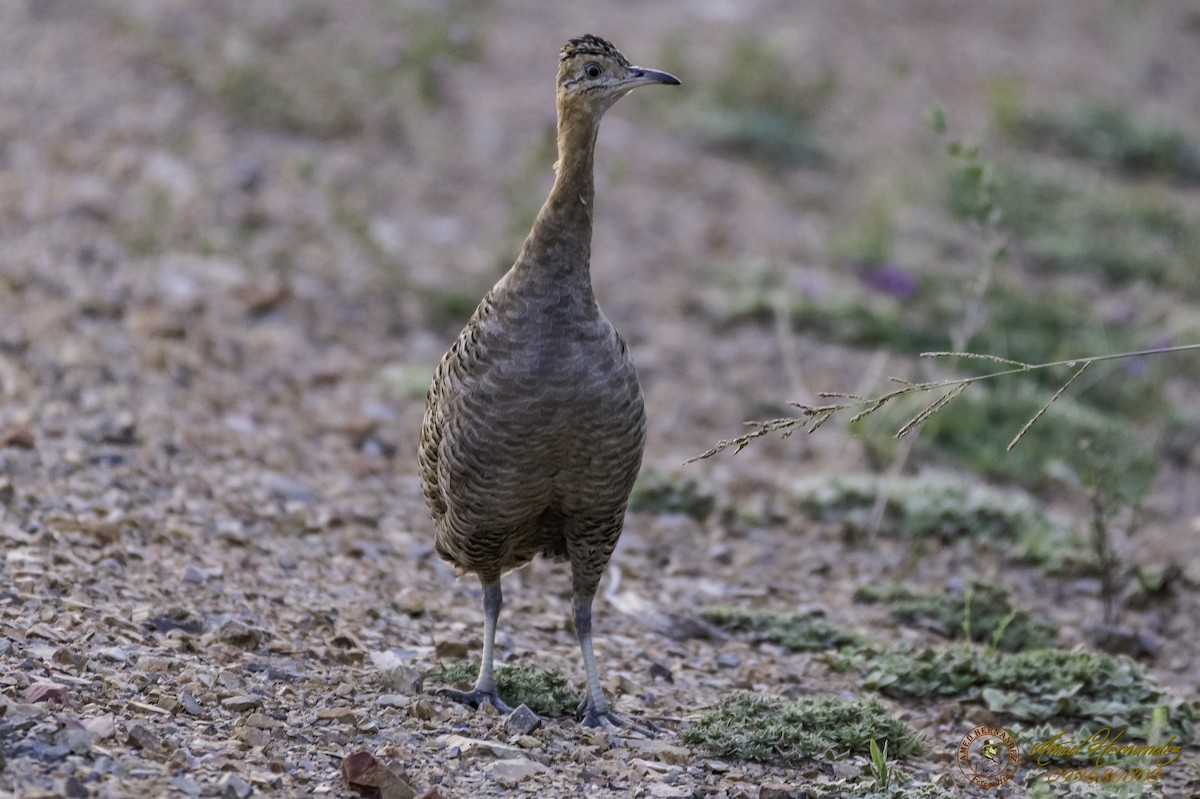 Red-winged Tinamou - ML197929011