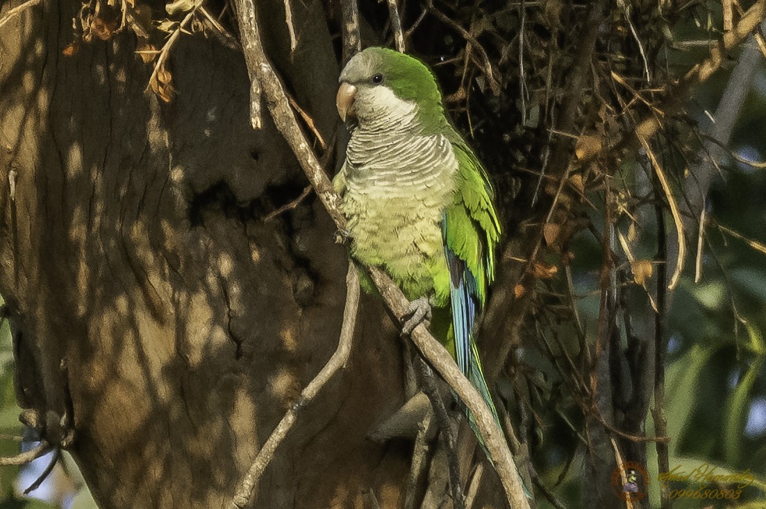 Monk Parakeet - Amed Hernández