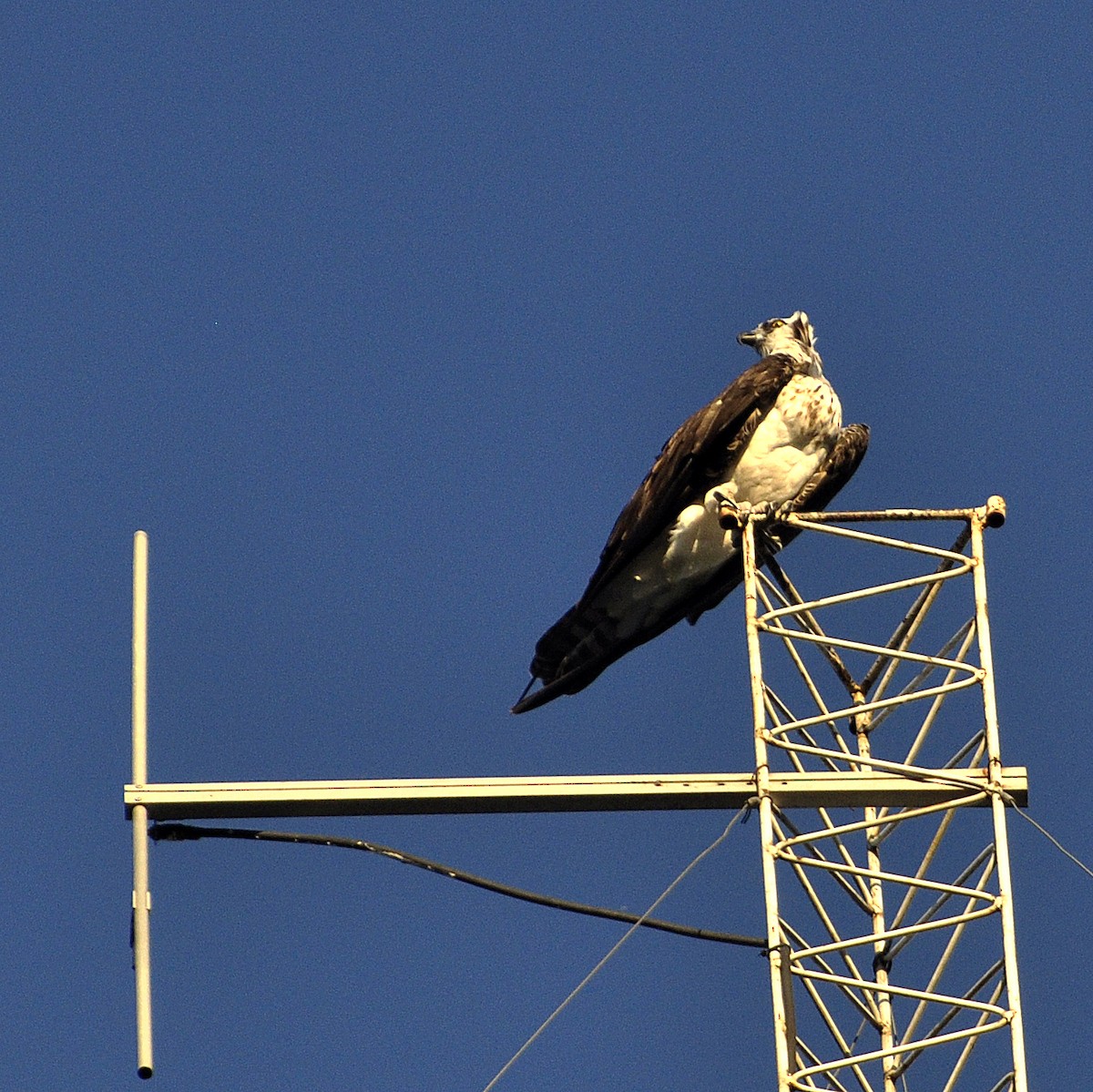 Águila Pescadora - ML197929721