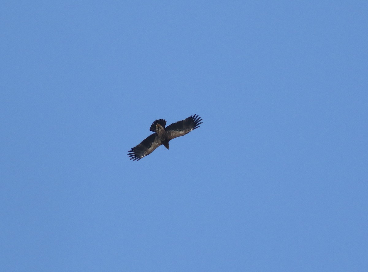 Lesser Spotted Eagle - ML197929791