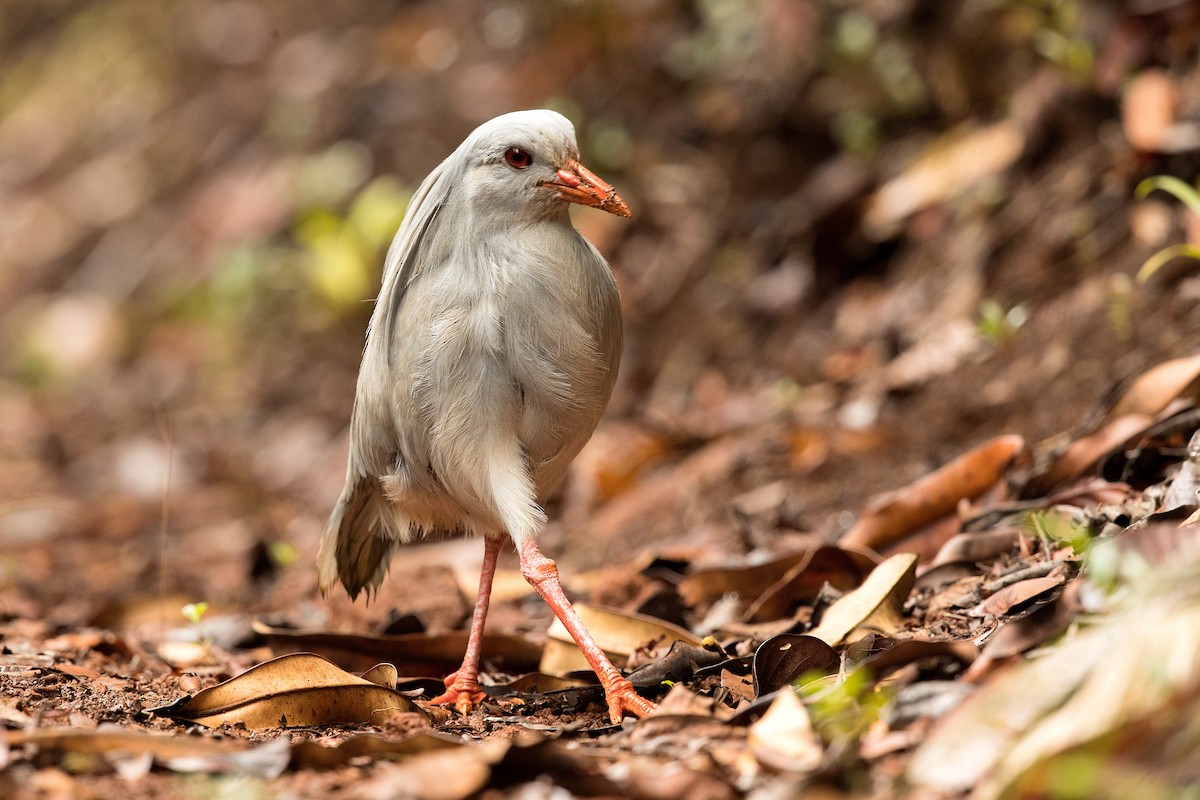 kagu chocholatý - ML197930031