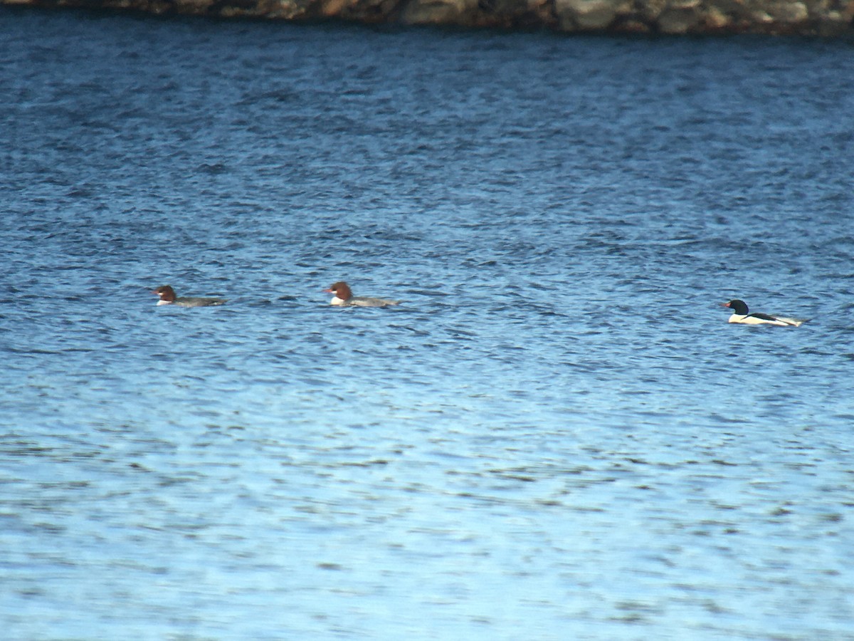 Common Merganser - Larry Therrien