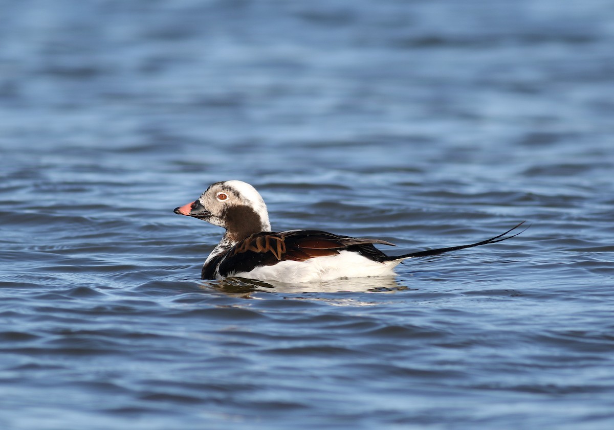 Long-tailed Duck - ML197931511
