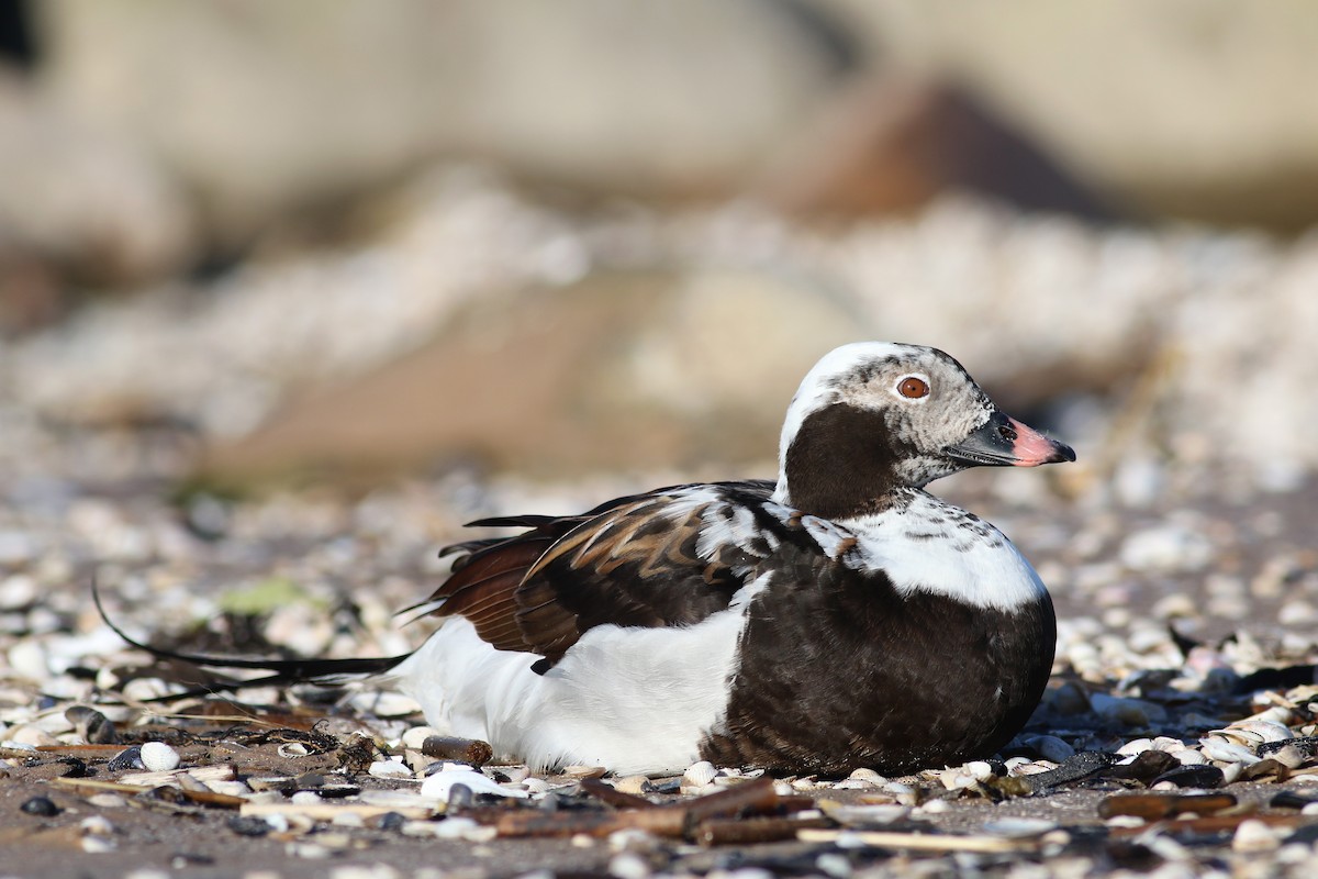 Long-tailed Duck - ML197931521