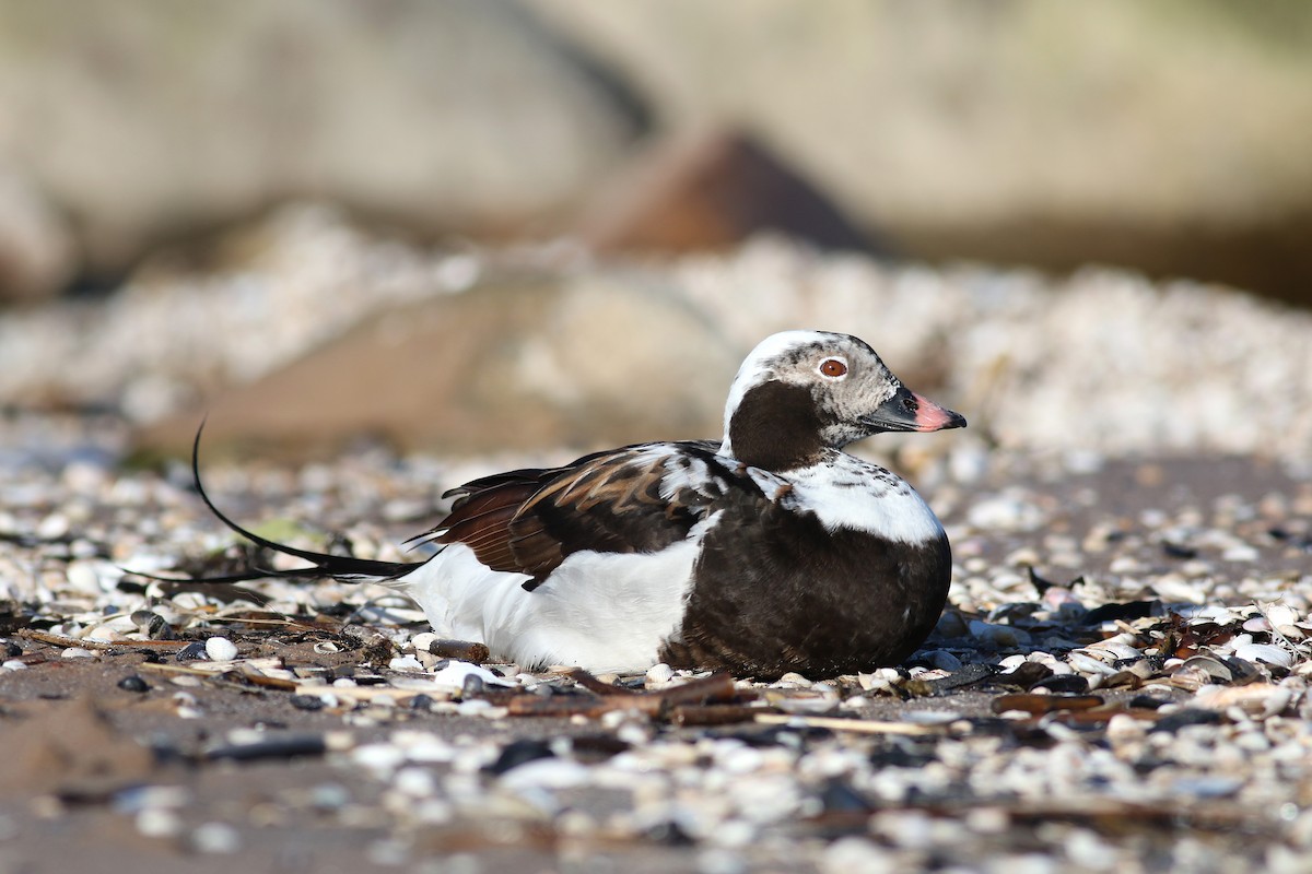 Long-tailed Duck - ML197931541