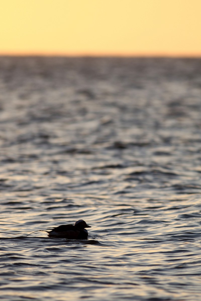 Long-tailed Duck - ML197931571