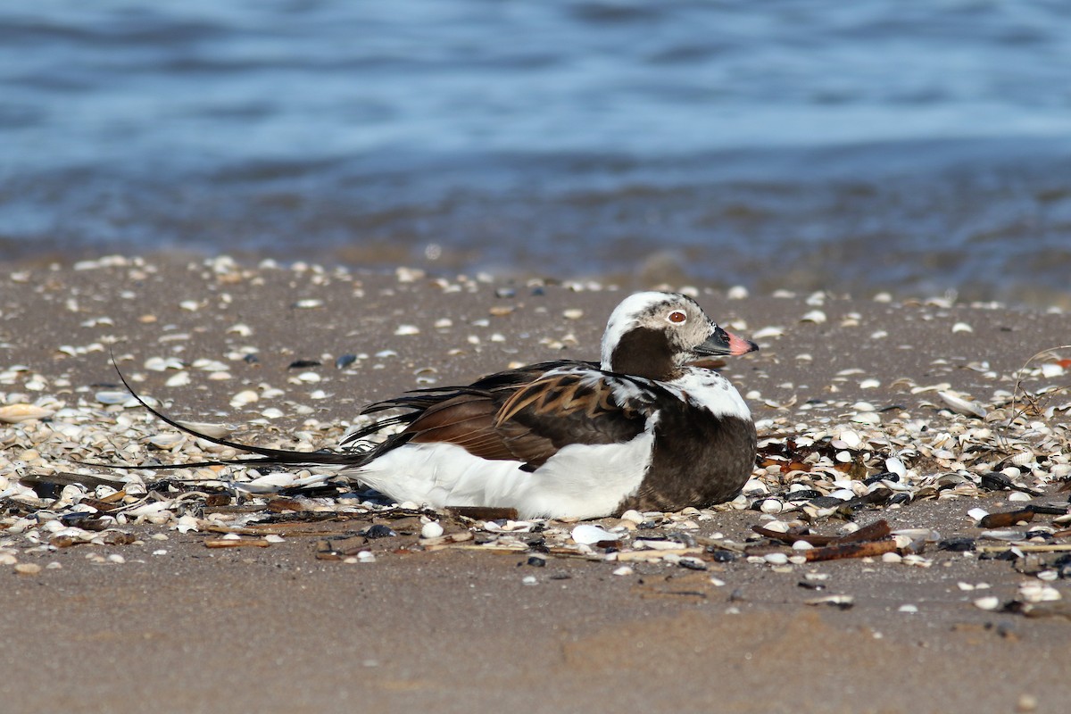 Long-tailed Duck - ML197931581