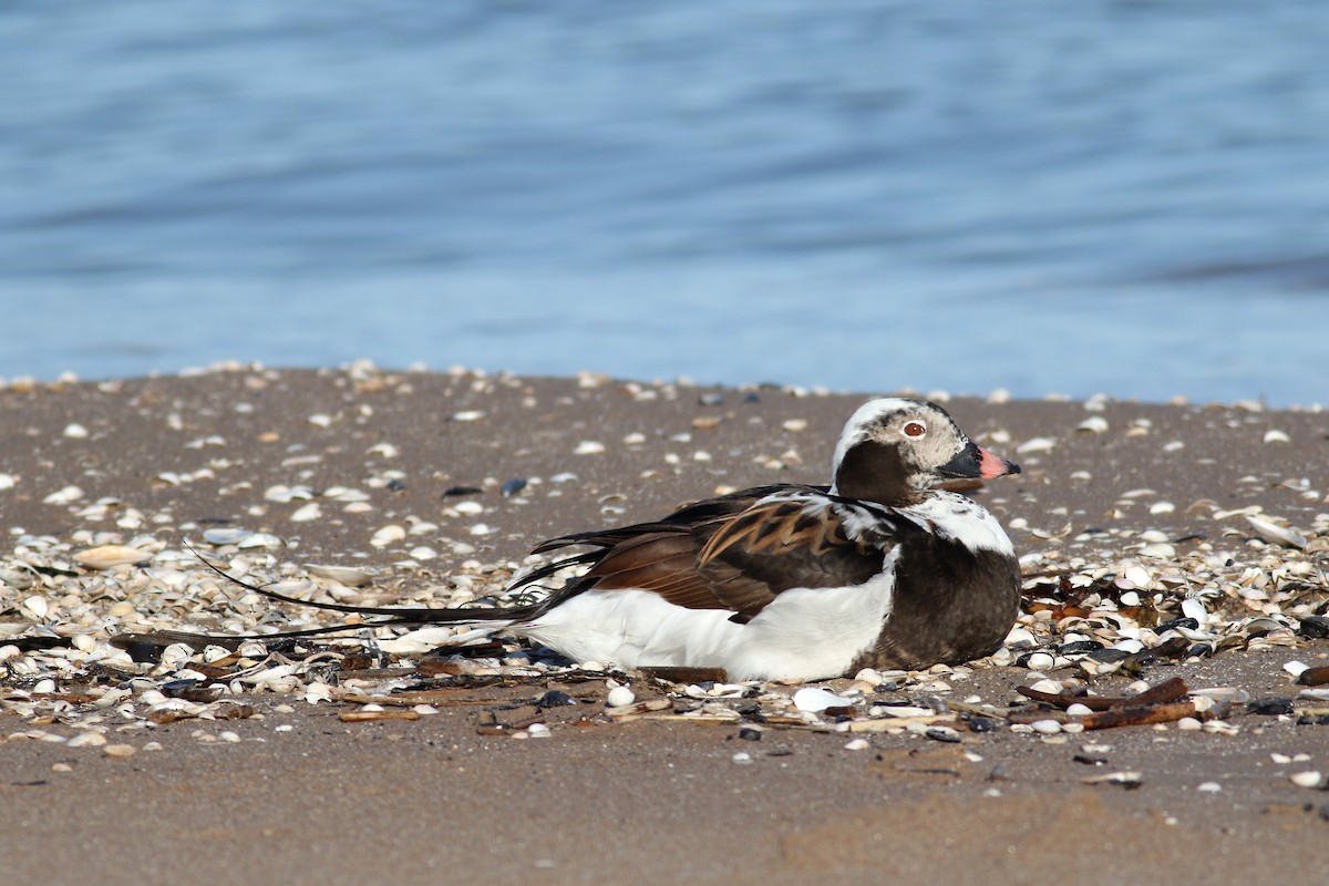 Long-tailed Duck - ML197931661