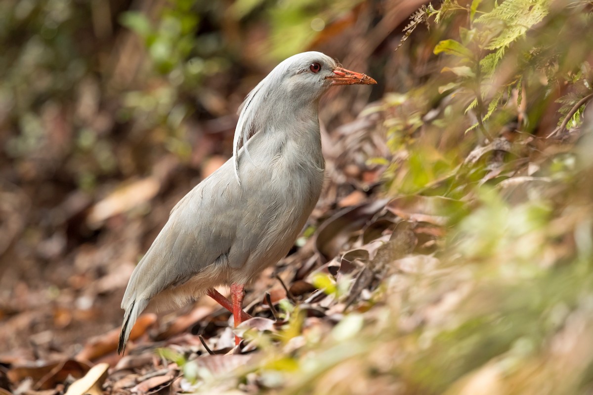 kagu chocholatý - ML197932681