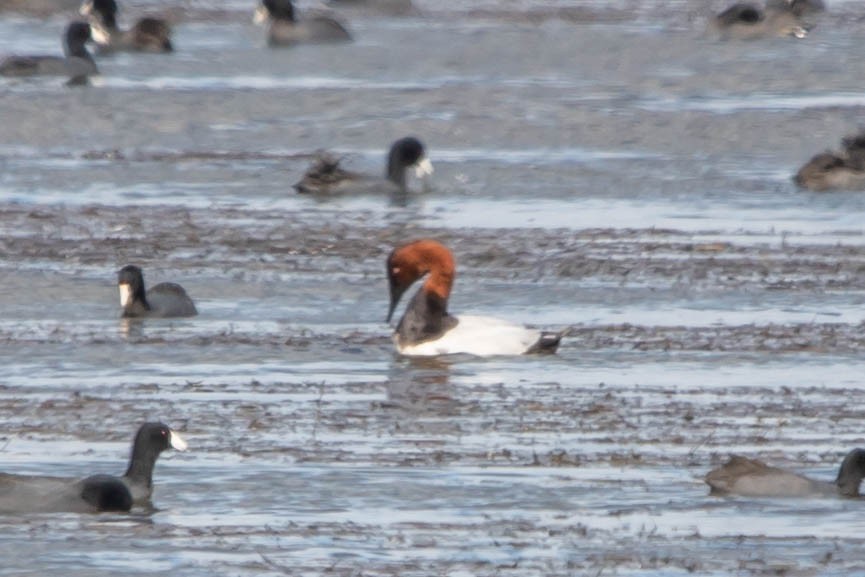 Canvasback - ML197935491