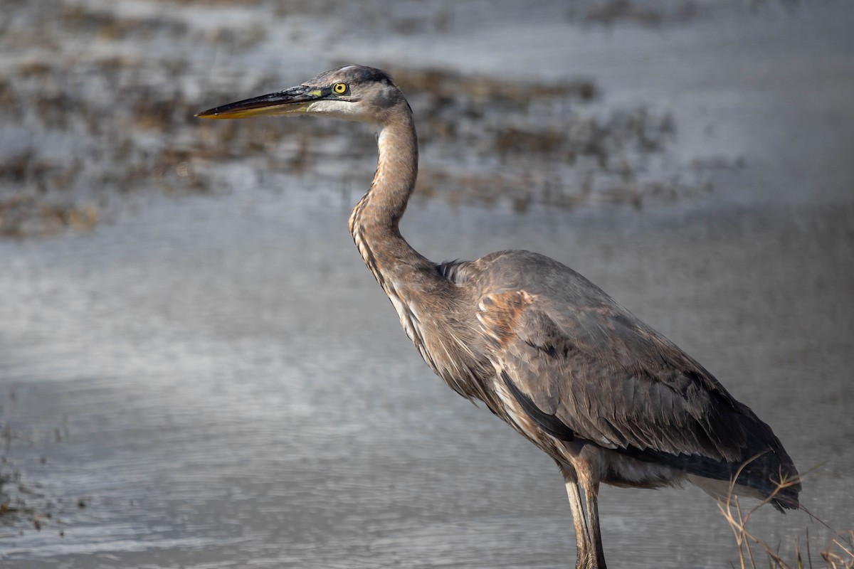 Great Blue Heron - ML197936261