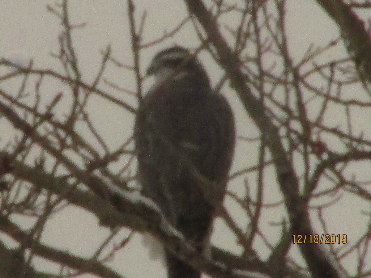 American Goshawk - WNY Records