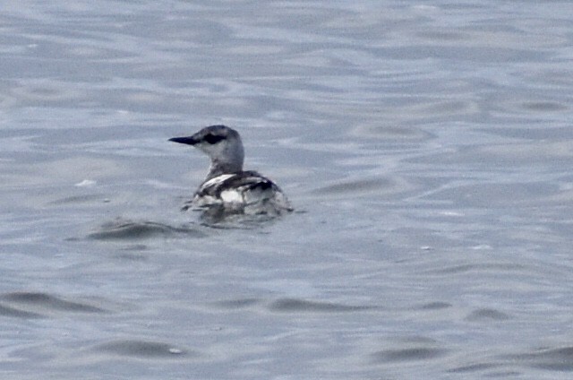 Black Guillemot - ML197940841