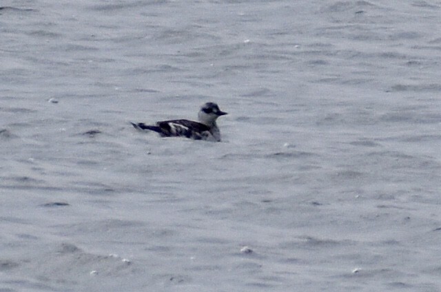 Black Guillemot - ML197940861