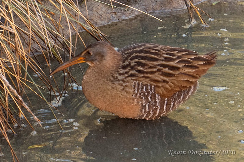 Clapper Rail (Gulf Coast) - ML197941421