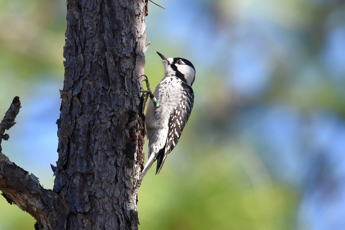 Red-cockaded Woodpecker - Joel Trick