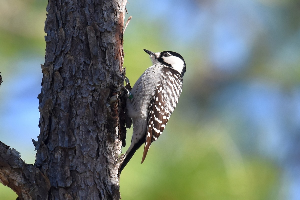 Red-cockaded Woodpecker - Joel Trick