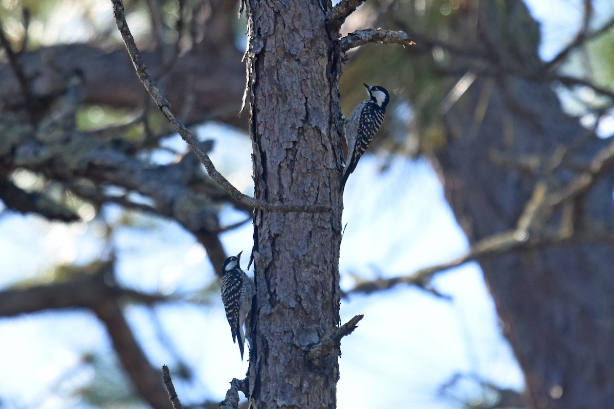 Red-cockaded Woodpecker - Joel Trick