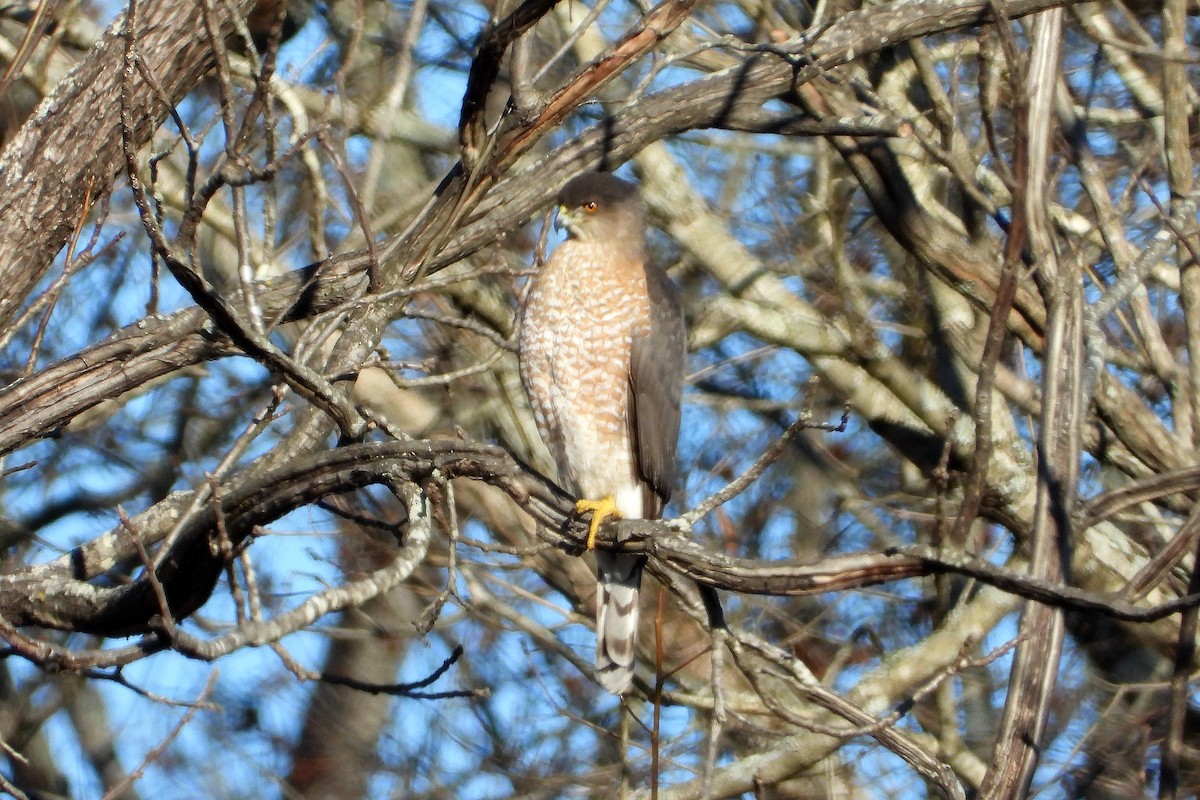 Cooper's Hawk - ML197943881