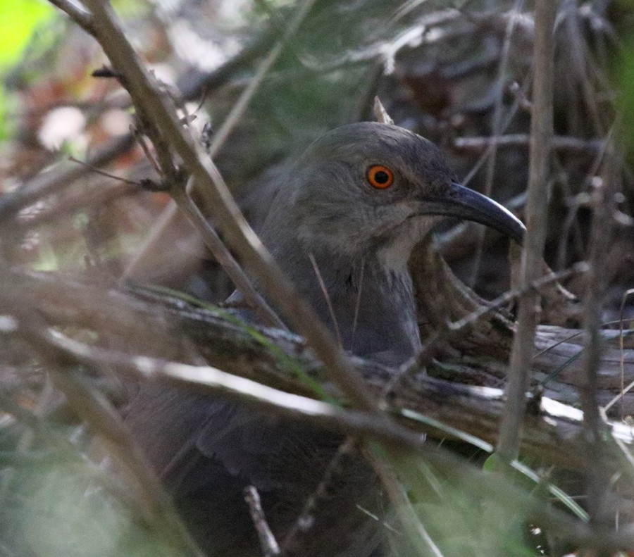 Curve-billed Thrasher - Ruben Ayala