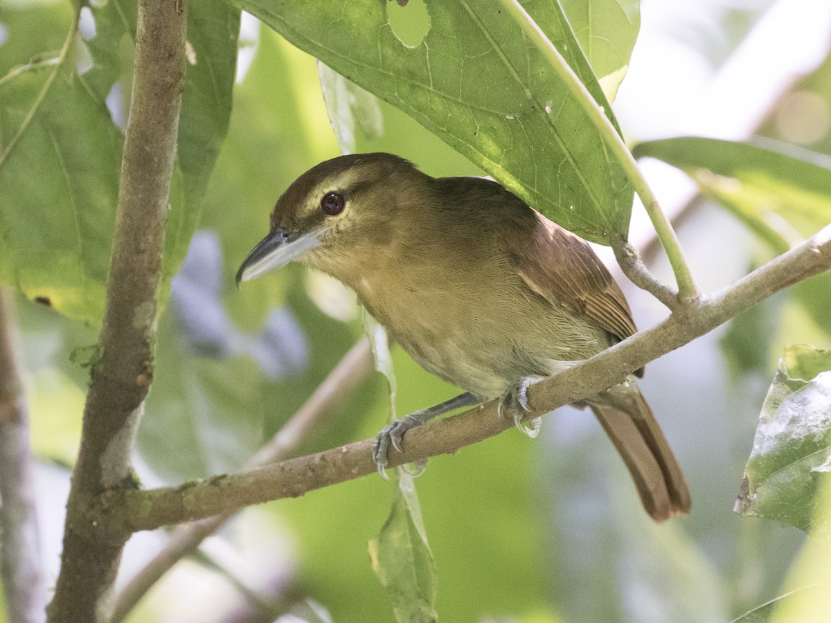Russet Antshrike